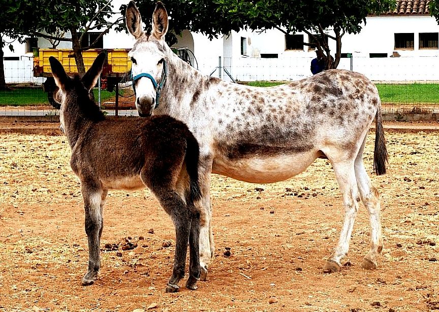 Imagen asno Andaluz (hembra), feunte MAGRAMA.