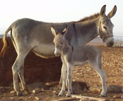 Autor: SOO. Grupo para la conservación y fomento del burro Majorero; <br/>Año: 2003; <br/>Sexo: Hembra; <br/>Comentario: Hembra y cría en su entorno natural