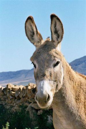 Autor: SOO. Grupo para la conservación y fomento del burro Majorero.; <br/>Año: 2003; <br/>Sexo: Hembra; <br/>Comentario: Detalle de cabeza de hembra de burro majorero.