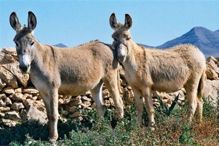 Autor: SOO. Grupo para la conservación y fomento del burro Majorero; <br/>Año: 2003; <br/>Sexo: Hembra; <br/>Comentario: Dos hembras de burro Majorero. Finca de Fuerteventura.