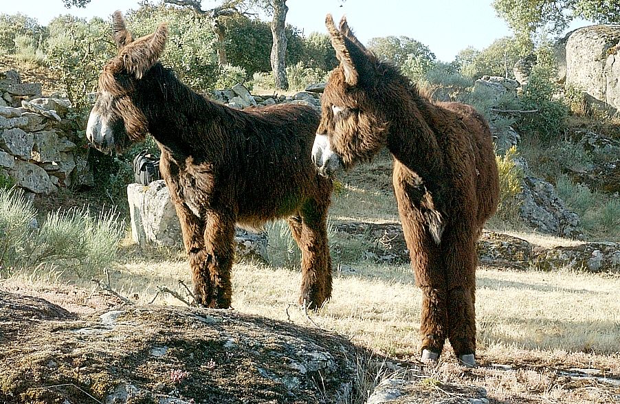 Imagen burro Zamorano-Leonés, fuente MAGRAMA