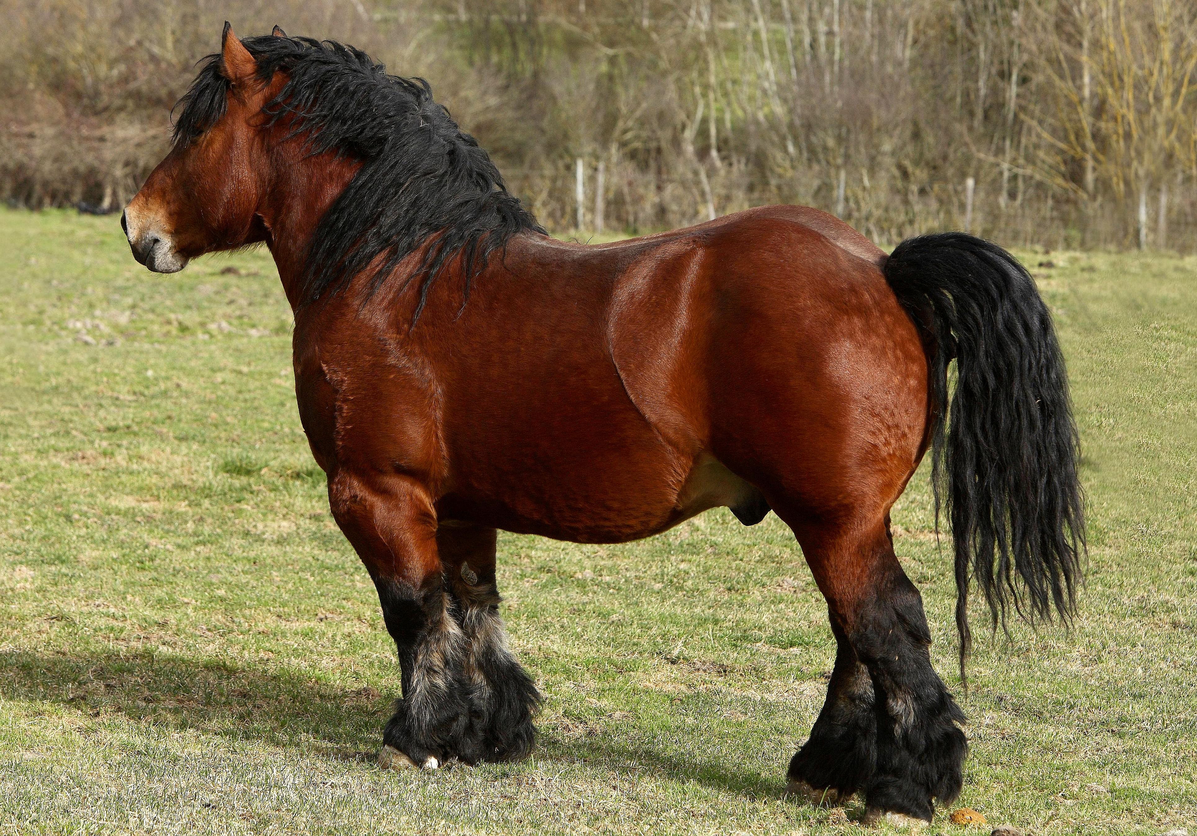 Autor: Javier Iriarte Lusarreta.<br/>Sexo: Semental.<br/>Imagen facilitada por la ASOCIACION DE CRIADORES DE GANADO EQUINO BURGUETE DE NAVARRA (ASCANA).
