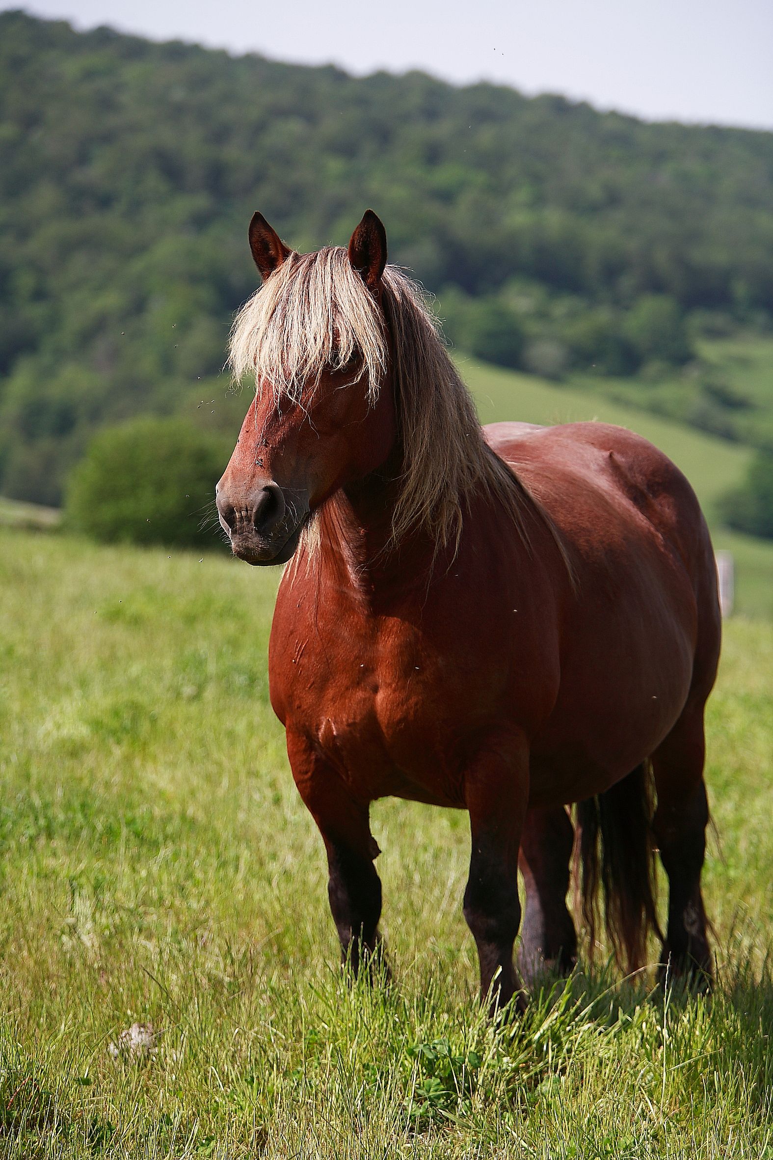 Autor: Javier Iriarte Lusarreta.<br/>Año:2007.<br/>Sexo: Hembra.<br/>Imagen facilitada por la ASOCIACION DE CRIADORES DE GANADO EQUINO BURGUETE DE NAVARRA (ASCANA).