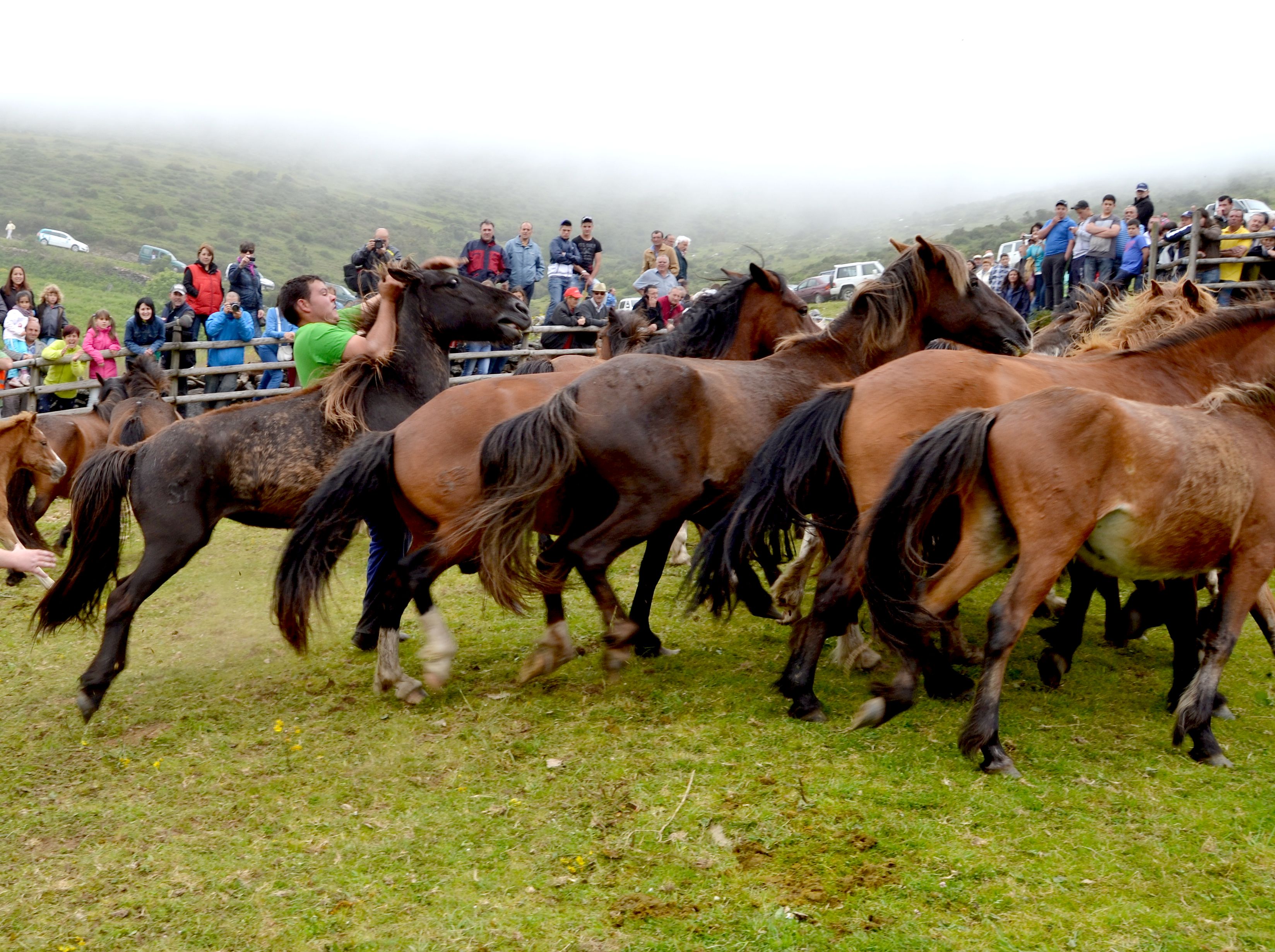 Autor: Antón Vázquez Corral.<br/>Año: 2013<br/>Comentarios: "Rapa das Bestas" (rapar= cortar el pelo de las bestas= yeguas): fiestas tradicionales donde se separan los potros, se marcan aquellos que se van recriar y se vende el resto. En muchos casos, es prácticamente el único manejo que reciben estos animales, y se aprovecha para su desparasitación, externa e interna. Se les siguen cortando las crines y la cola por pura tradición, aunque en un principio este producto tenia fines comerciales para la fabricación de brochas, cuerdas, relleno de varios tipos de cojines, colchones...<br/>En Galicia se conservan unas entre 15 y 25 rapas, todo a lo largo de la zona atlantica, todas muy semejantes pero cada una con sus diferencias (tipo de corte, maneras de "aloitar" -agarrar a las yeguas y tumbarlas,etc).<br/><br/>Imagen facilitada por la ASOCIACIÓN DE CRIADORES DE CABALO DE PURA RAZA GALEGA (PURAGA).
