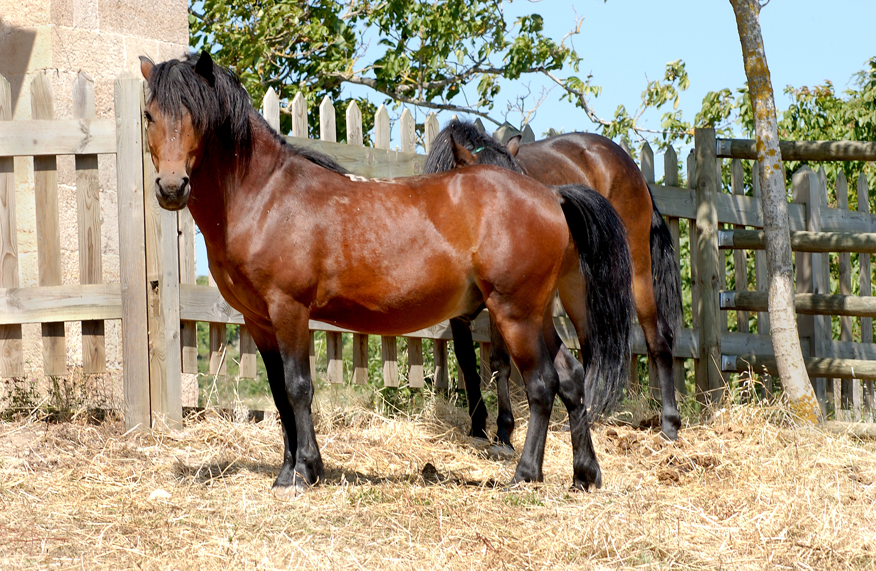 Imagen de Caballo Pura Raza Gallega (MACHO), fuente MAGRAMA