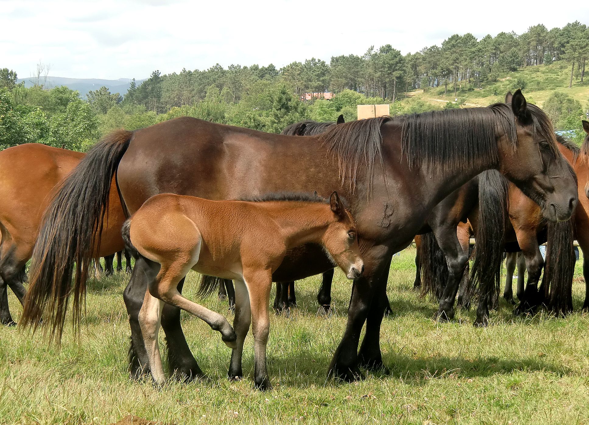 Autor: Antón Vázquez Corral.<br/>Año: 2013<br/>Sexo: Hembra con cría.<br/>Comentario: propiedad de la Comunidad de montes San Andres de Boimente, Viveiro (Lugo).<br/>Imagen facilitada por la ASOCIACIÓN DE CRIADORES DE CABALO DE PURA RAZA GALEGA (PURAGA).