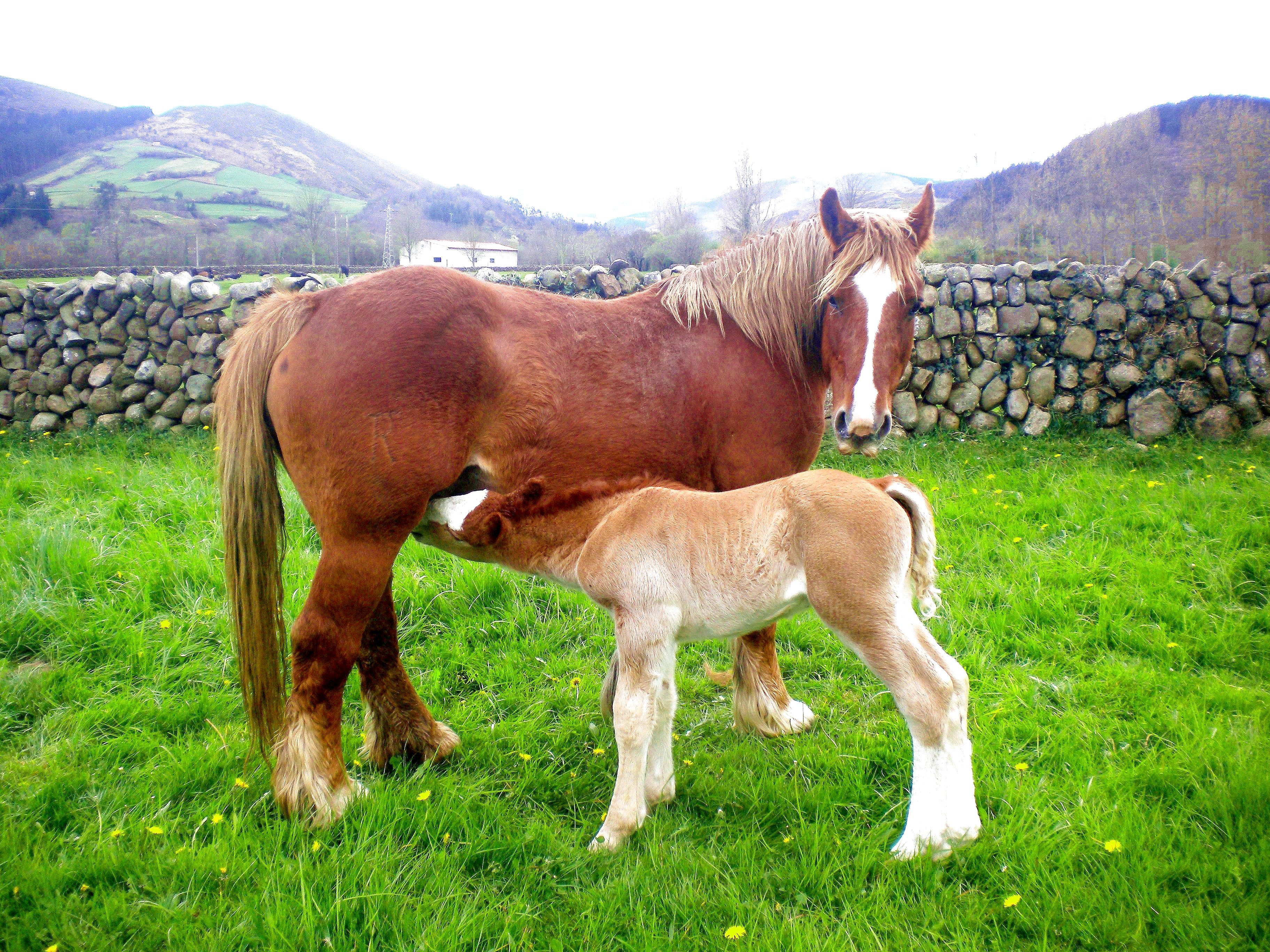Autor: Esperanza Campuzano.<br/>Año: 2012-2013.<br/>Sexo: Hembra con potro.<br/>Comentario: Imagen facilitada por la ASOCIACIÓN DE CRIADORES DE GANADO EQUINO DE RAZA HISPANO-BRETONA EN CANTABRIA (MANADAS).