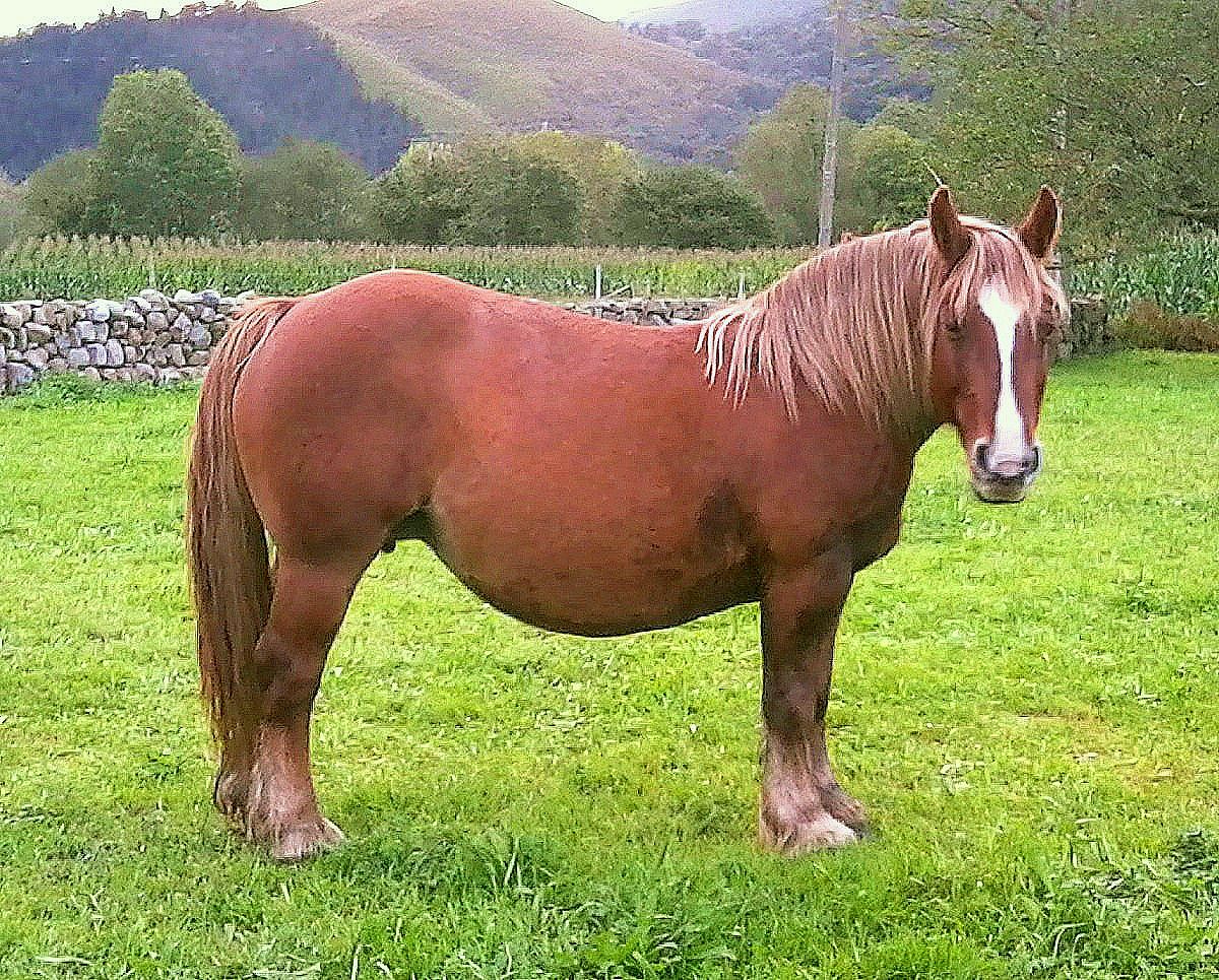 Autor: Esperanza Campuzano.<br/>Año: 2012-2013.<br/>Sexo: Hembra.<br/>Comentario:<br/>Imagen facilitada por la ASOCIACIÓN DE CRIADORES DE GANADO EQUINO DE RAZA HISPANO-BRETONA EN CANTABRIA (MANADAS).