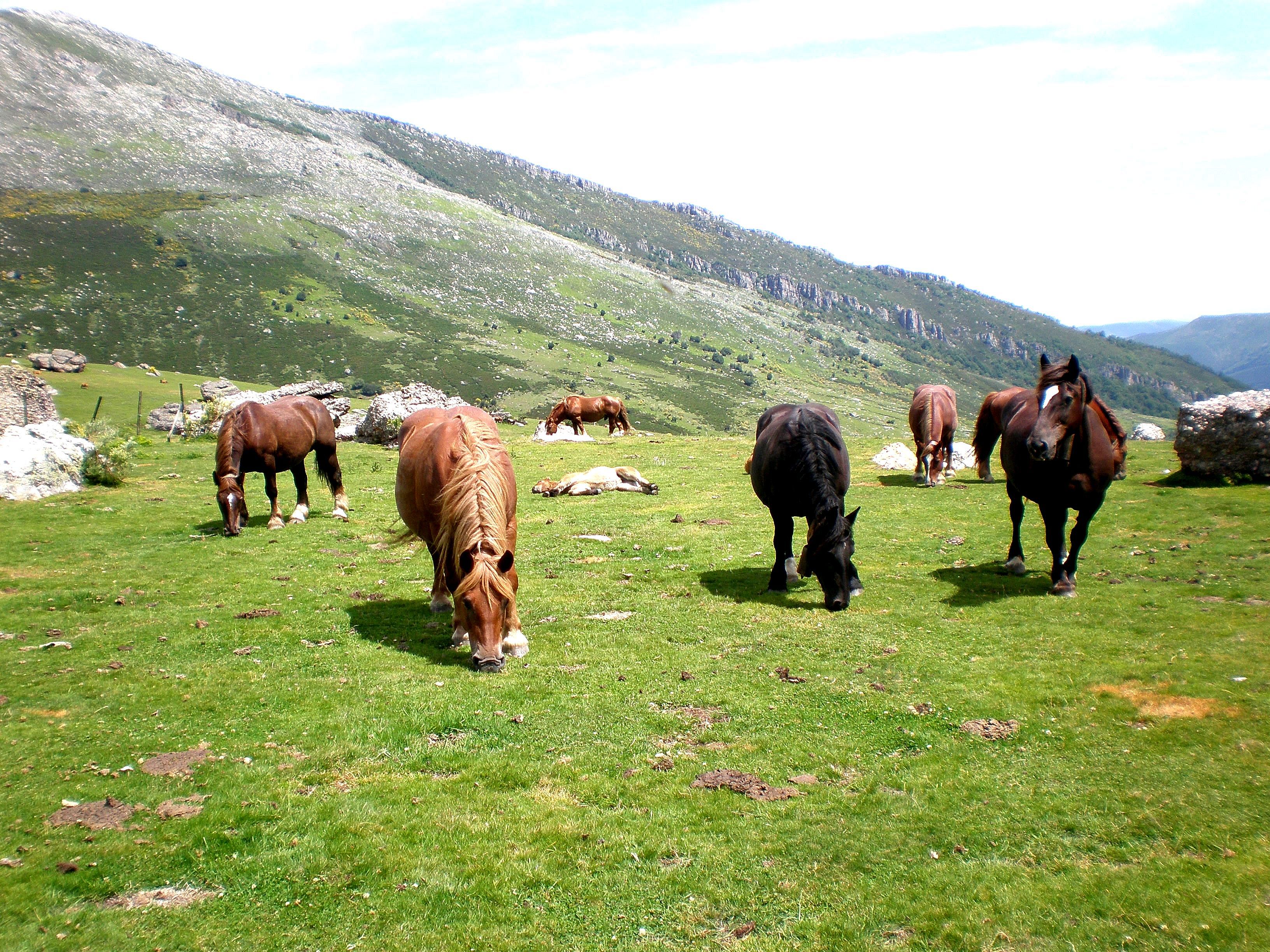 Autor: Esperanza Campuzano.<br/>Año: 2012-2013.<br/>Animales en su medio natural.<br/>Comentario:Imagen facilitada por la ASOCIACIÓN DE CRIADORES DE GANADO EQUINO DE RAZA HISPANO-BRETONA EN CANTABRIA (MANADAS).