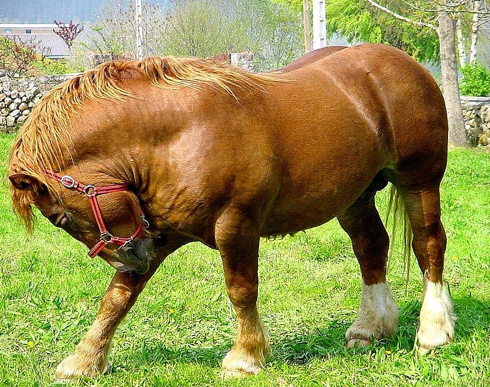 Autor: Esperanza Campuzano.<br/>Año: 2012-2013.<br/>Sexo: Macho.<br/>Comentario:<br/>Imagen facilitada por la ASOCIACIÓN DE CRIADORES DE GANADO EQUINO DE RAZA HISPANO-BRETONA EN CANTABRIA (MANADAS).