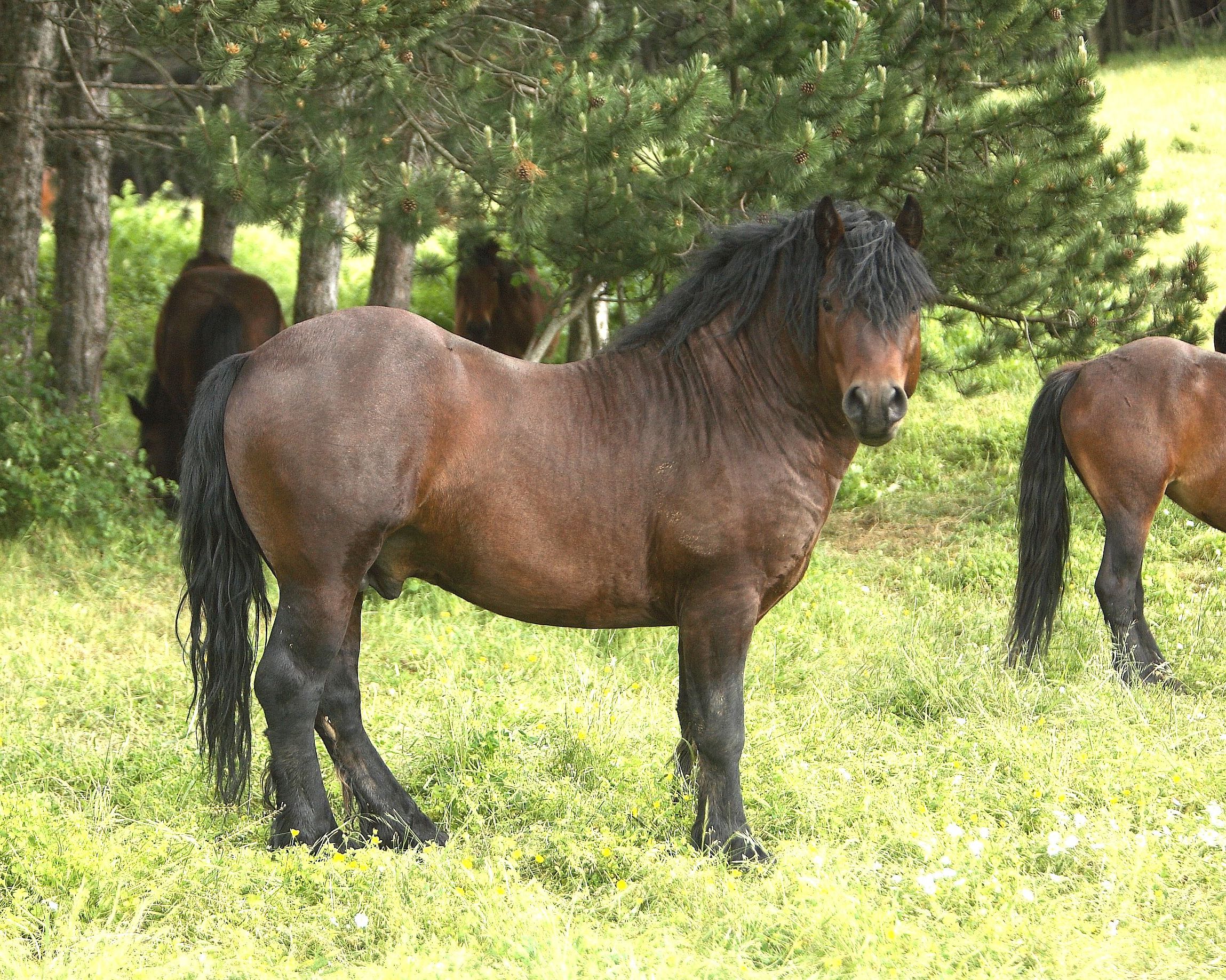Autor: Instituto Técnico y de Gestión Ganadero S.A.<br/>Año: 2009.<br/>Sexo: Semental RAZA JACA NAVARRA.<br/>Imagen facilitada por la ASOCIACION DE CRIADORES DE RAZA EQUINO JACA NAVARRA (JACANA).