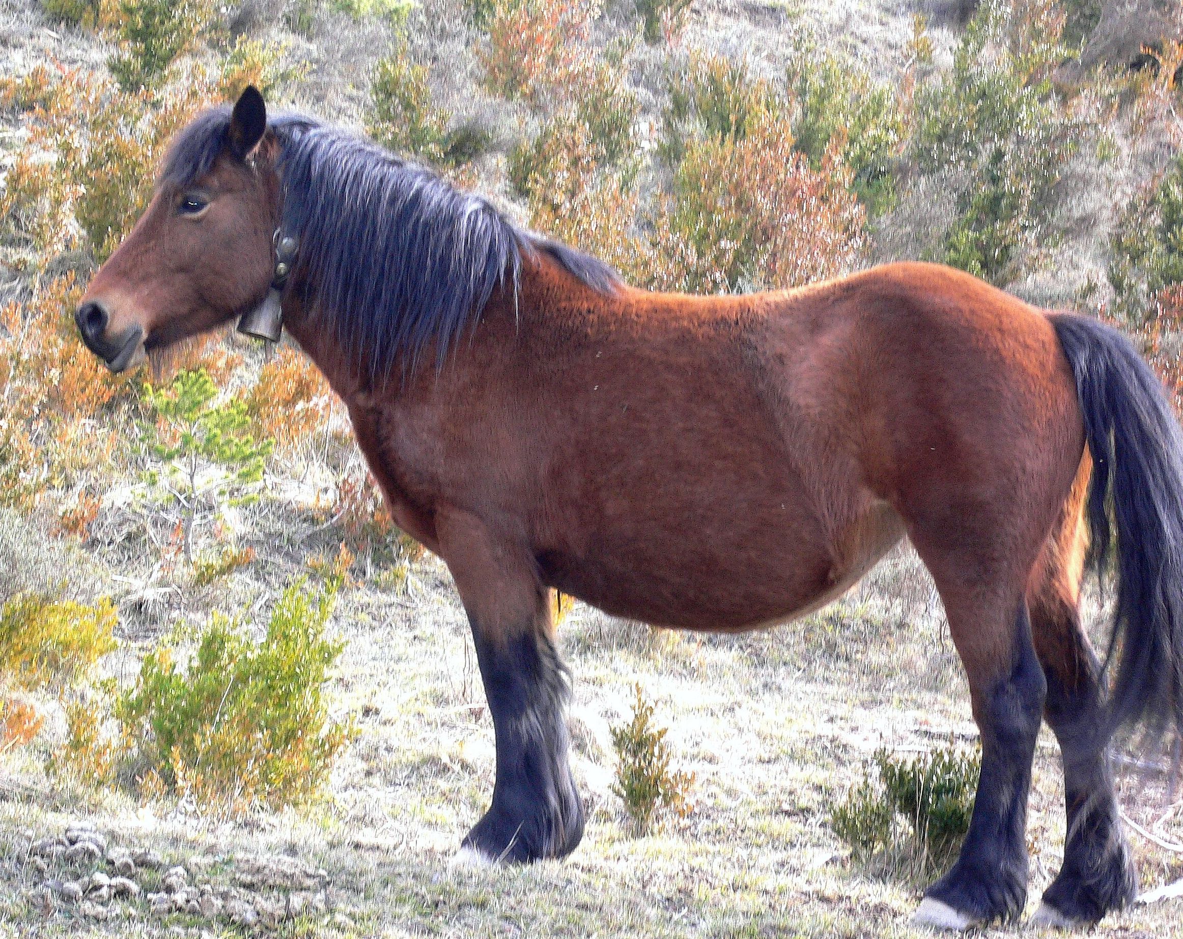 Autor: Instituto Técnico y de Gestión Ganadero S.A.<br/>Año: 2004.<br/>Sexo: Hembra.<br/>Imagen facilitada por la ASOCIACION DE CRIADORES DE RAZA EQUINO JACA NAVARRA (JACANA).