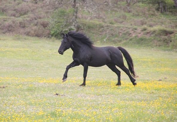 Autor: Elena Oña.<br/>Sexo: macho .<br/>Imagen facilitada por la ASOCIACIÓN DE CRIADORES DE CABALLOS LOSINOS "EL BARDOJAL" (A.C.C.L.E.B.).