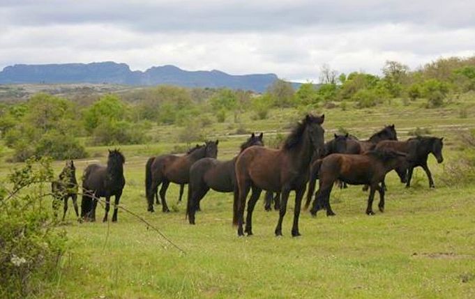 Autor: Elena Oña.<br/>Año: 2013.<br/>Manada de caballos.<br/>Imagen facilitada por la ASOCIACIÓN DE CRIADORES DE CABALLOS LOSINOS "EL BARDOJAL" (A.C.C.L.E.B.).