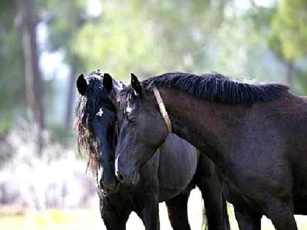Autor: ASOCIACIÓN DE CRIADORES Y PROPIETARIOS DE CABALLOS DE RAZA MALLORQUINA <br/>(AECABMa).<br/>Sexo: Macho y Hembra.