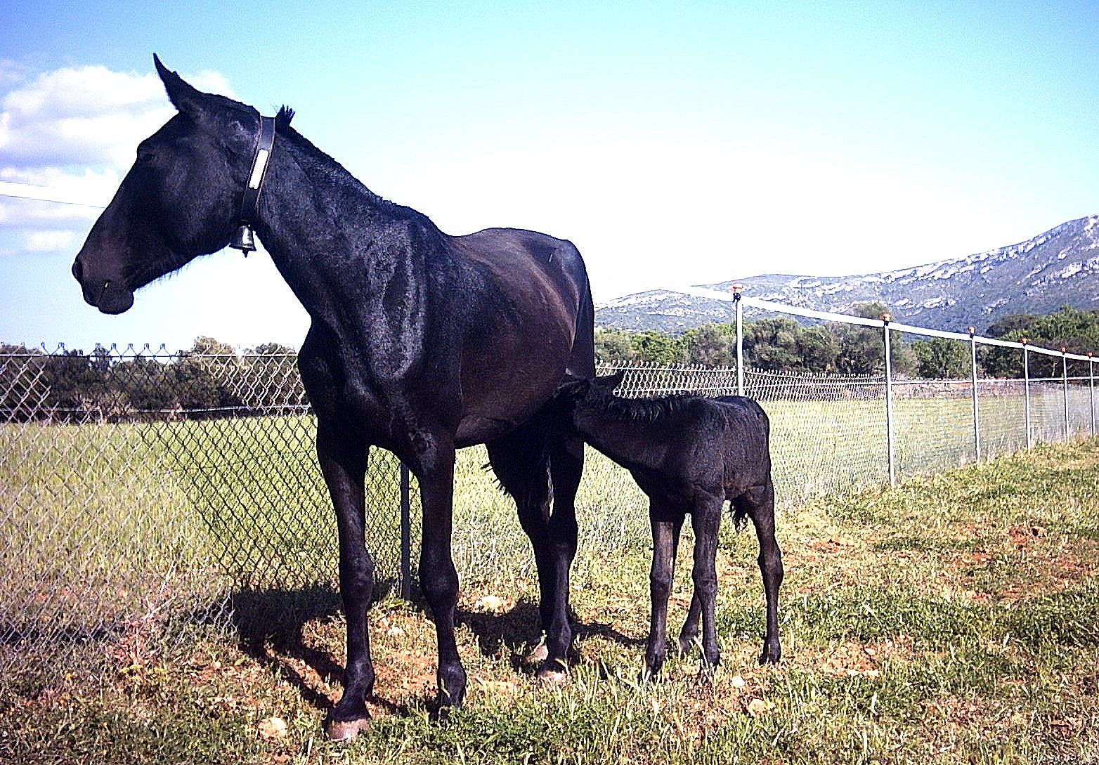 Autor: ASOCIACIÓN DE CRIADORES Y PROPIETARIOS DE CABALLOS DE RAZA MALLORQUINA <br/>(AECABMa).<br/>Sexo: Hembra.<br/>Comentarios: Hembra TASTACADA CS con cria XENIA CS.