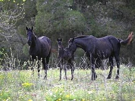 Autor: ASOCIACIÓN DE CRIADORES Y PROPIETARIOS DE CABALLOS DE RAZA MALLORQUINA <br/>(AECABMa).<br/>Sexo: Hembras.