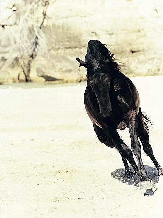 Autor: ASOCIACIÓN DE CRIADORES Y PROPIETARIOS DE CABALLOS DE RAZA MENORQUINA (ACPCRMe).<br/>Sexo: Macho.