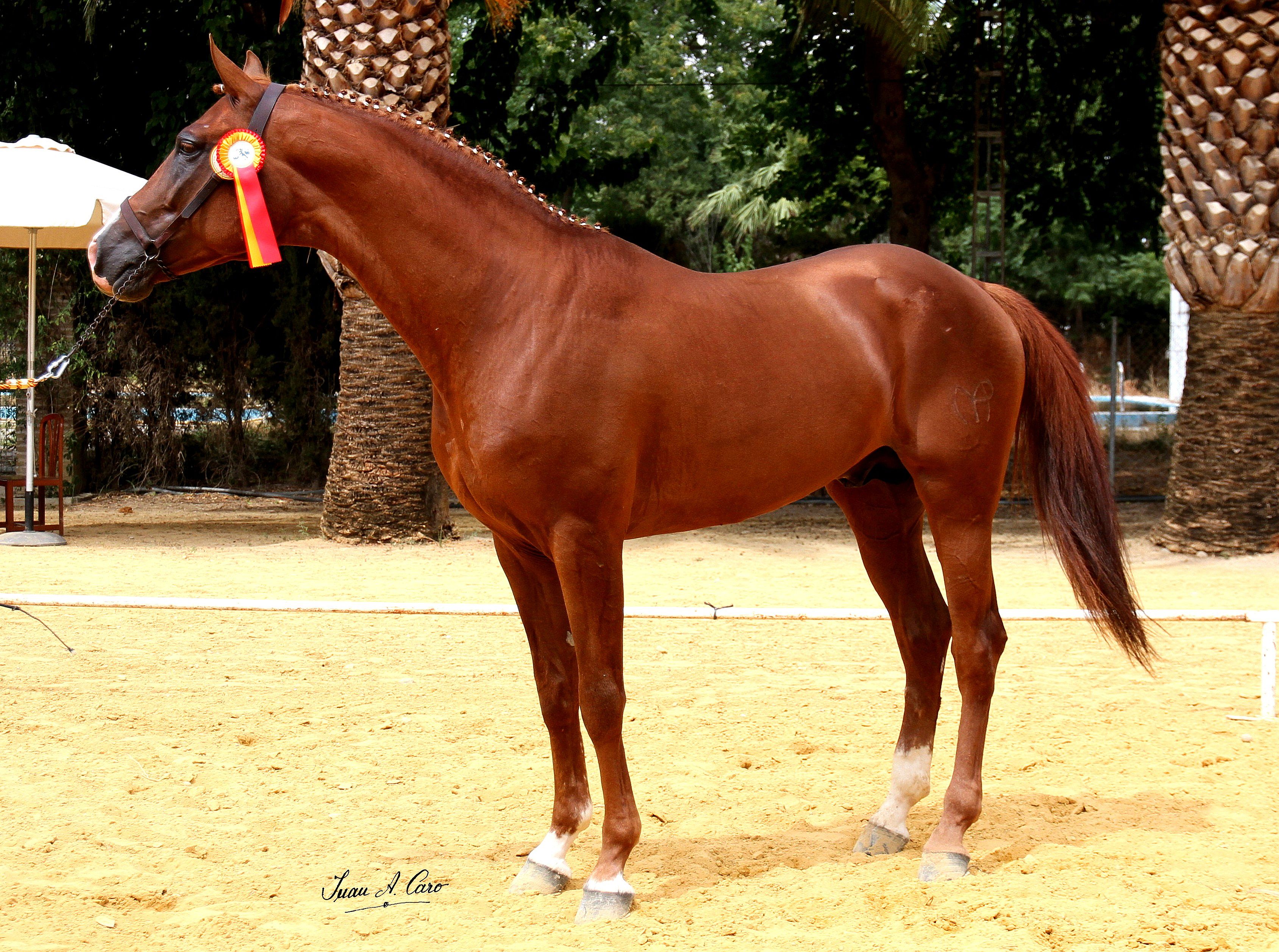Autor: Juan Antonio Caro.<br/>Año: 2013.<br/>Sexo:macho.<br/>Comentario: Campeón de la raza 2013.<br/>Imagen facilitada por la UNIÓN ESPAÑOLA DE GANADEROS DE PURA RAZA HISPANO-ÁRABE (UEGHá).
