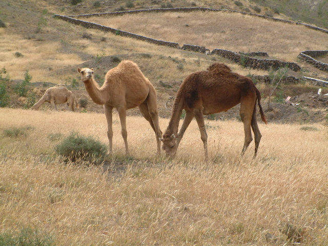 imagen fotográfica de varios ejemplares de Camello Canario pastando. Facilitada por la Comunidad Autónoma de Canarias.