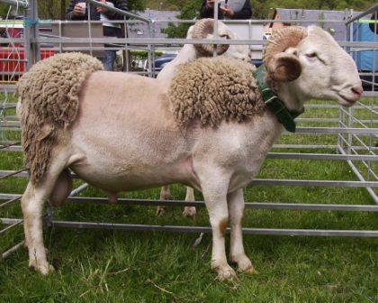 Autor: Rosa Avellanet Torres; <br/>Año: 2010; <br/>Sexo: Macho; <br/>Comentario: Macho expuesto en el IV Concurso Morfológico de la Raza Aranesa, celebrado en Les el 9 de Mayo de 2010, esquilado de forma tradicional. 