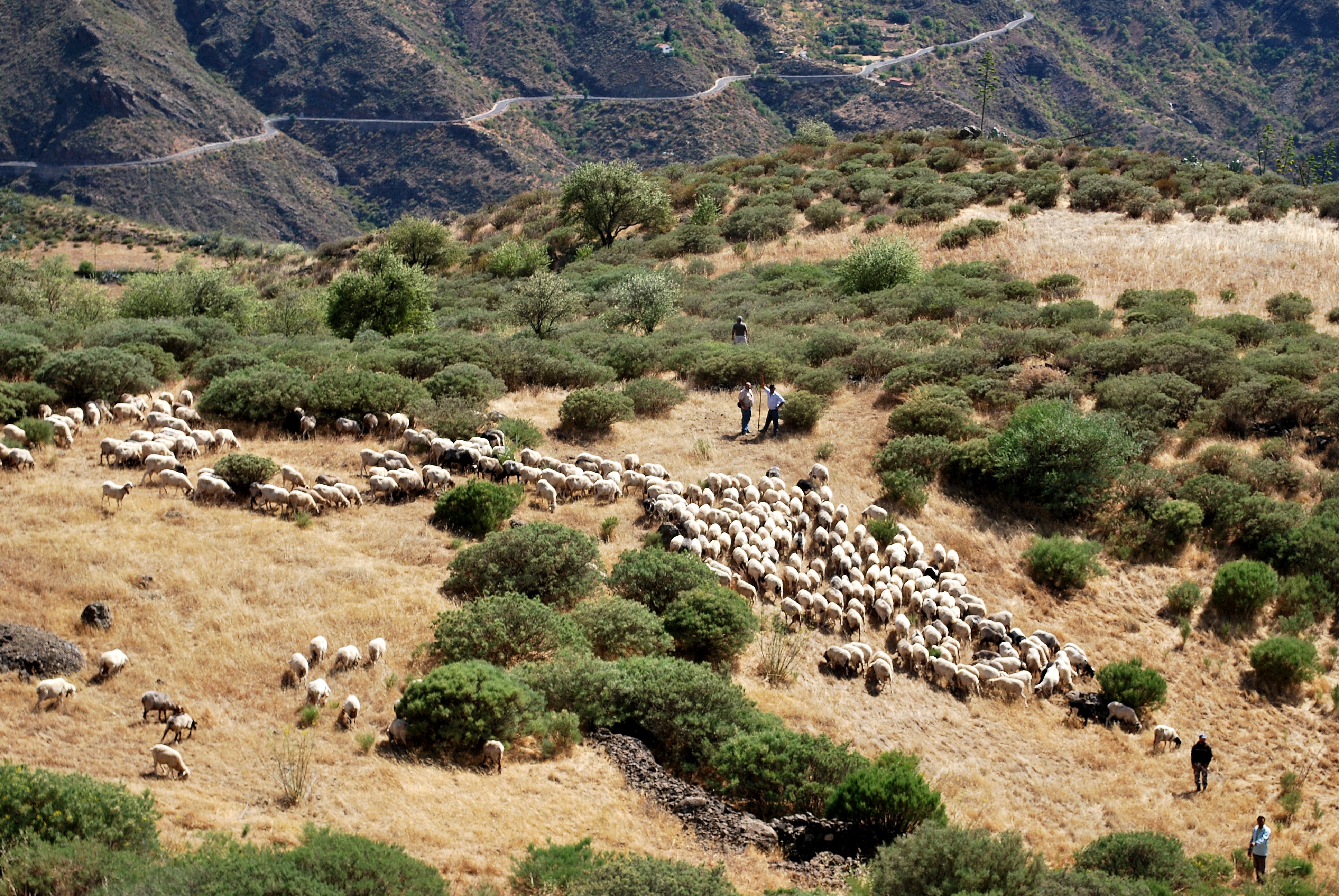 Autor: Daniel Morales Bordón.<br/>Año: 2012.<br/>Rebaño en su medio natural.<br/>Imagen facilitada por la FEDERACIÓN DE CRIADORES DE OVEJA CANARIA.