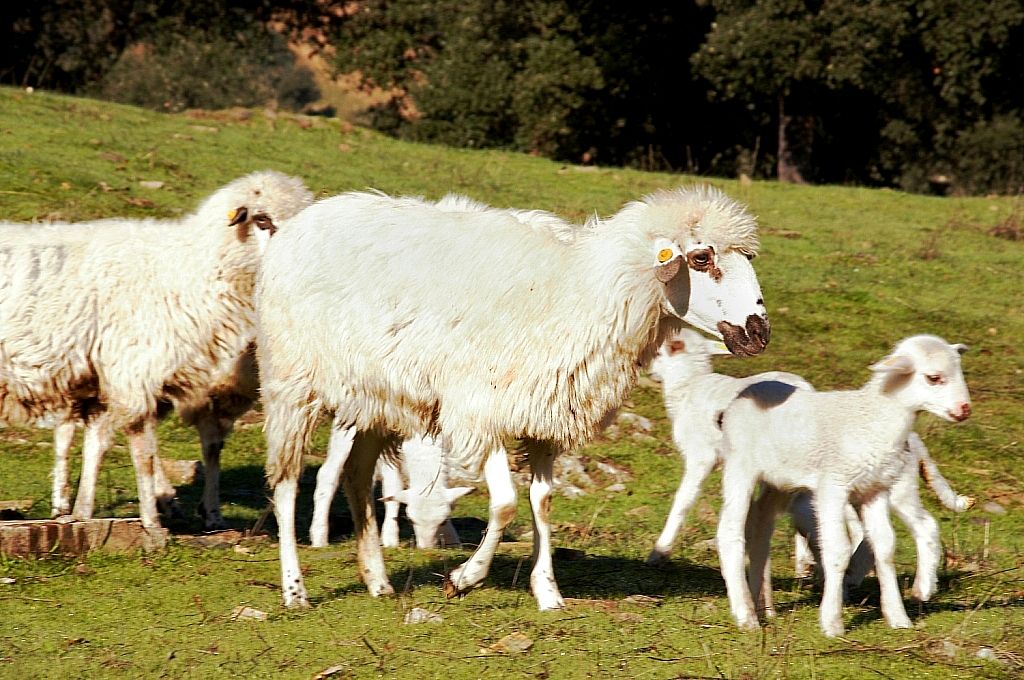 Imagen de Churra Lebriajana (hembra con cría), fuente MAGRAMA.