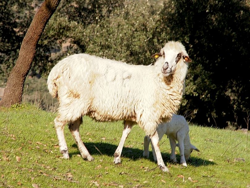 Imagen de Churra Lebrijana (hemrba), fuente MAGRAMA.