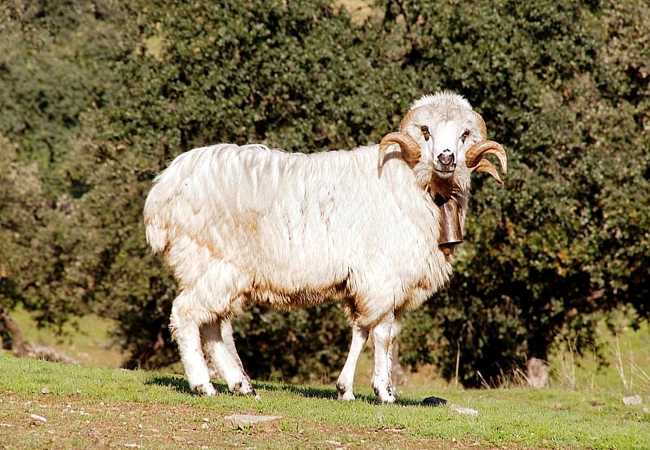Imagen de Churra Lebrijana (macho), fuente MAGRAMA.