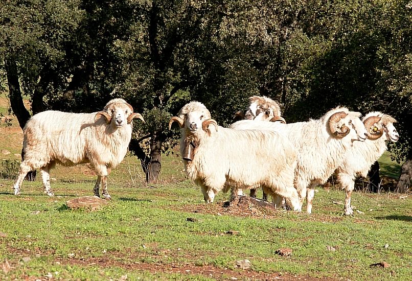 Imagen de Churra Lebrijana (grupo de machos), fuente MAGRAMA.