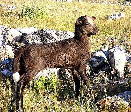Autor: Juan Antonio Moreno Cobo.<br/>Año:2013.<br/>Sexo: cordero negro.<br/>Imagen facilitada por la ASOCIACIÓN DE GANADEROS CRIADORES DE LA RAZA OVINA LOJEÑA DEL PONIENTE GRANADINO. 