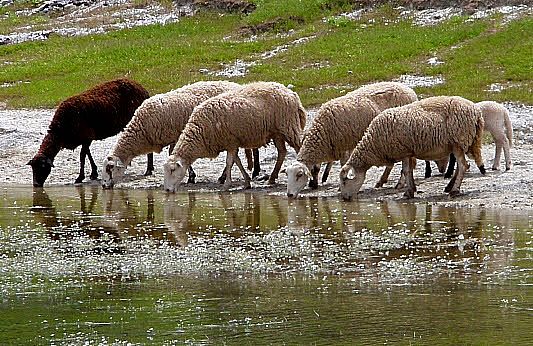 Autor: Juan Antonio Moreno Cobo.<br/>Año:2013.<br/>Sexo: Hembras bebiendo en charca.<br/>Imagen facilitada por la ASOCIACIÓN DE GANADEROS CRIADORES DE LA RAZA OVINA LOJEÑA DEL PONIENTE GRANADINO. 