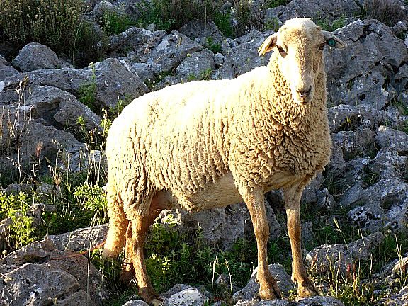 Autor: Juan Antonio Moreno Cobo.<br/>Año:2013.<br/>Sexo: hembra rubia.<br/>Imagen facilitada por la ASOCIACIÓN DE GANADEROS CRIADORES DE LA RAZA OVINA LOJEÑA DEL PONIENTE GRANADINO. 