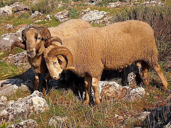 Autor: Juan Antonio Moreno Cobo.<br/>Año:2013.<br/>Sexo: machos.<br/>Imagen facilitada por la ASOCIACIÓN DE GANADEROS CRIADORES DE LA RAZA OVINA LOJEÑA DEL PONIENTE GRANADINO.