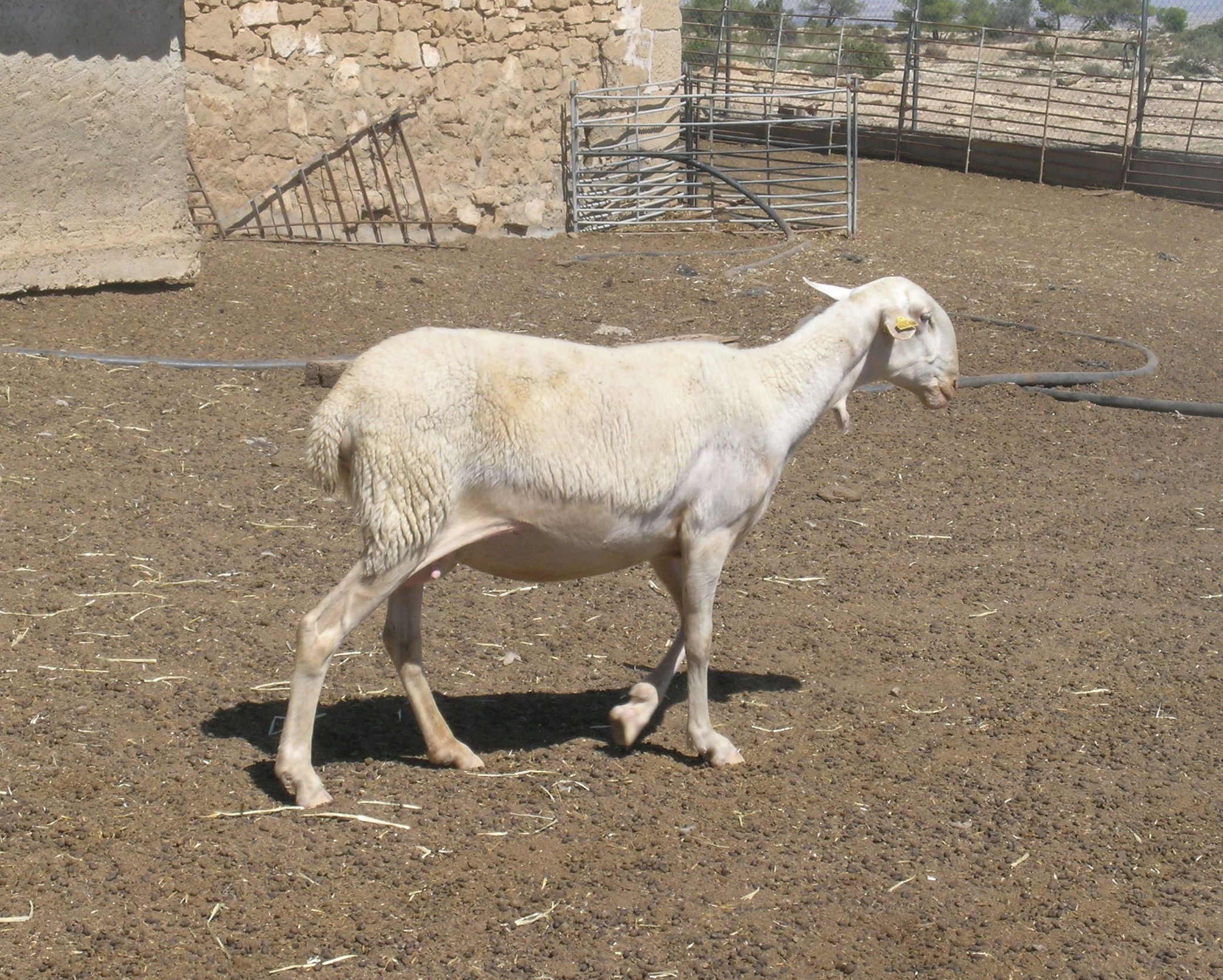 Autor: Javire Yarritu. <br/>Sexo: hembra.<br/>Imagen facilitada por la ASOCIACIÓN DE CRIADORES DE GANADO OVINO DE RAZA MAELLANA DE TERUEL (ARAMA).