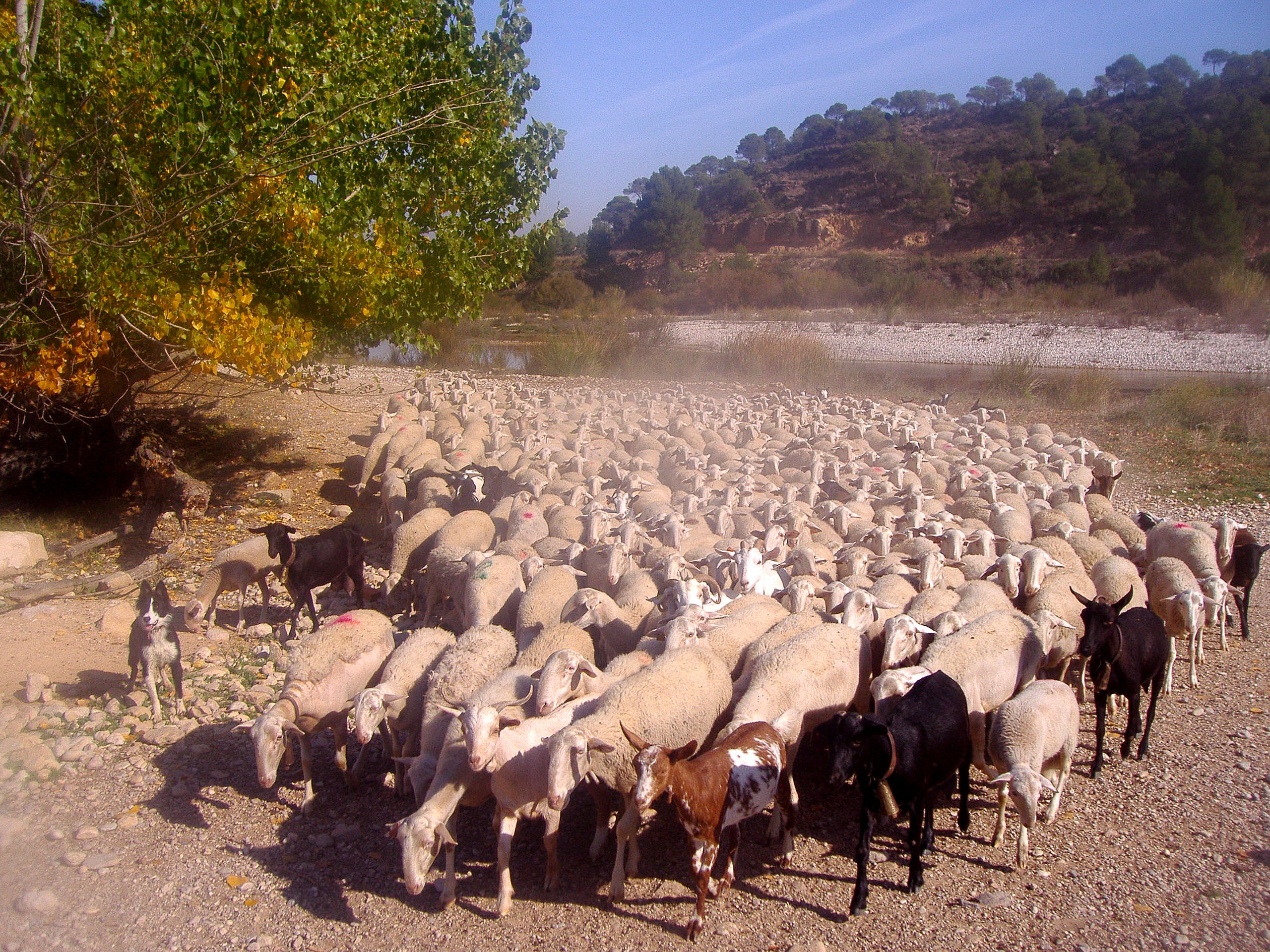 Autor: Javire Yarritu. <br/>Imagen de rebaño.<br/>Imagen facilitada por la ASOCIACIÓN DE CRIADORES DE GANADO OVINO DE RAZA MAELLANA DE TERUEL (ARAMA).
