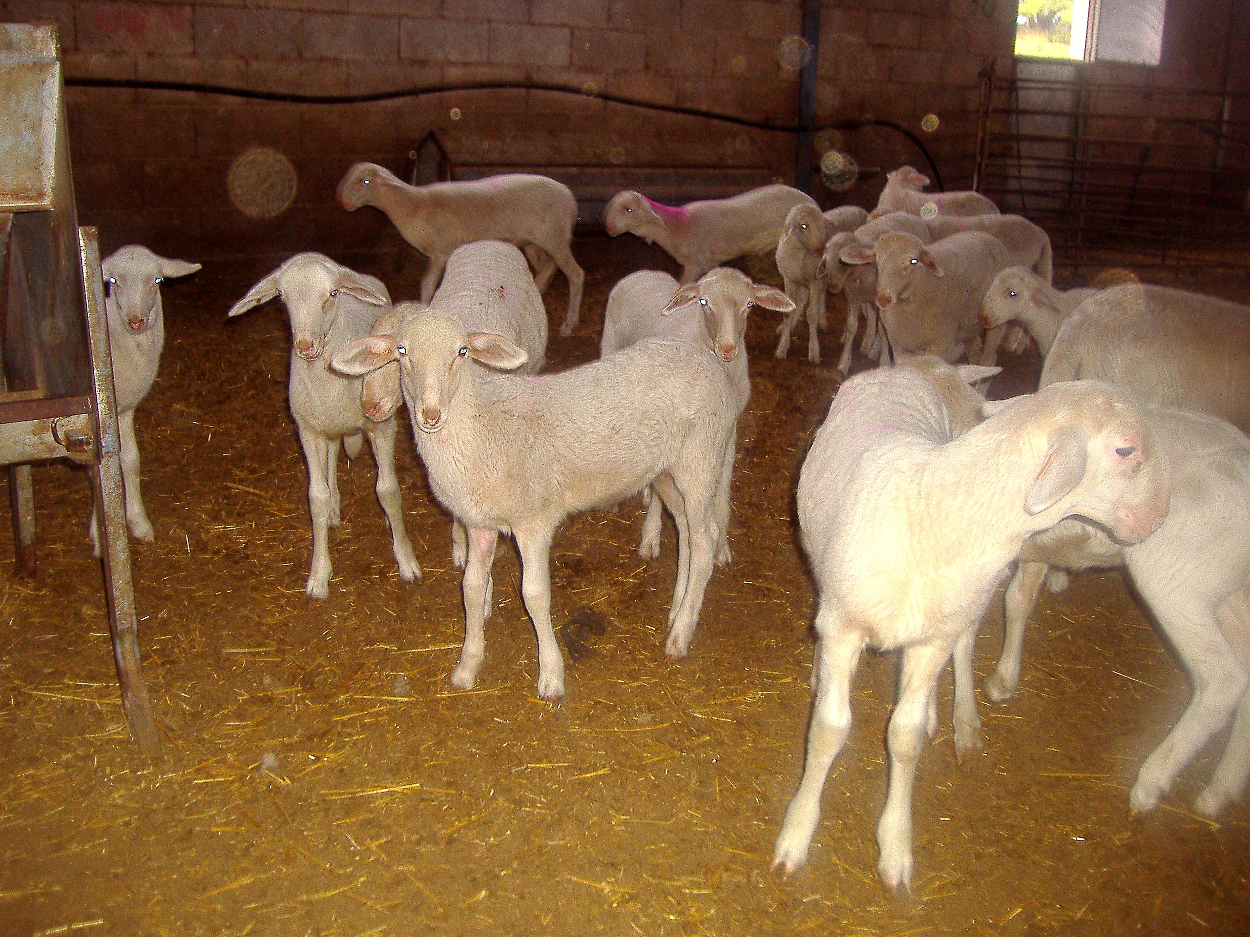 Autor: Javire Yarritu. <br/>Sexo: corderos.<br/>Imagen facilitada por la ASOCIACIÓN DE CRIADORES DE GANADO OVINO DE RAZA MAELLANA DE TERUEL (ARAMA).