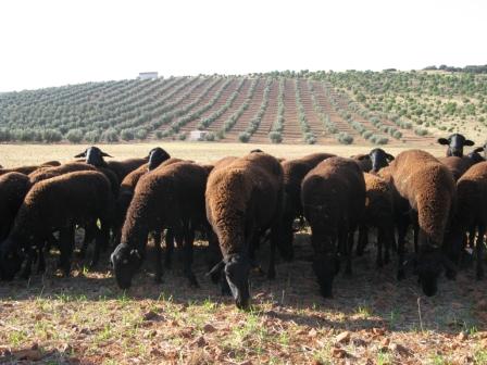 Comentario: Rebaño de ovejas de la raza Manchega Variedad Negra; <br/>Fotografía facilitada por FEAGAS