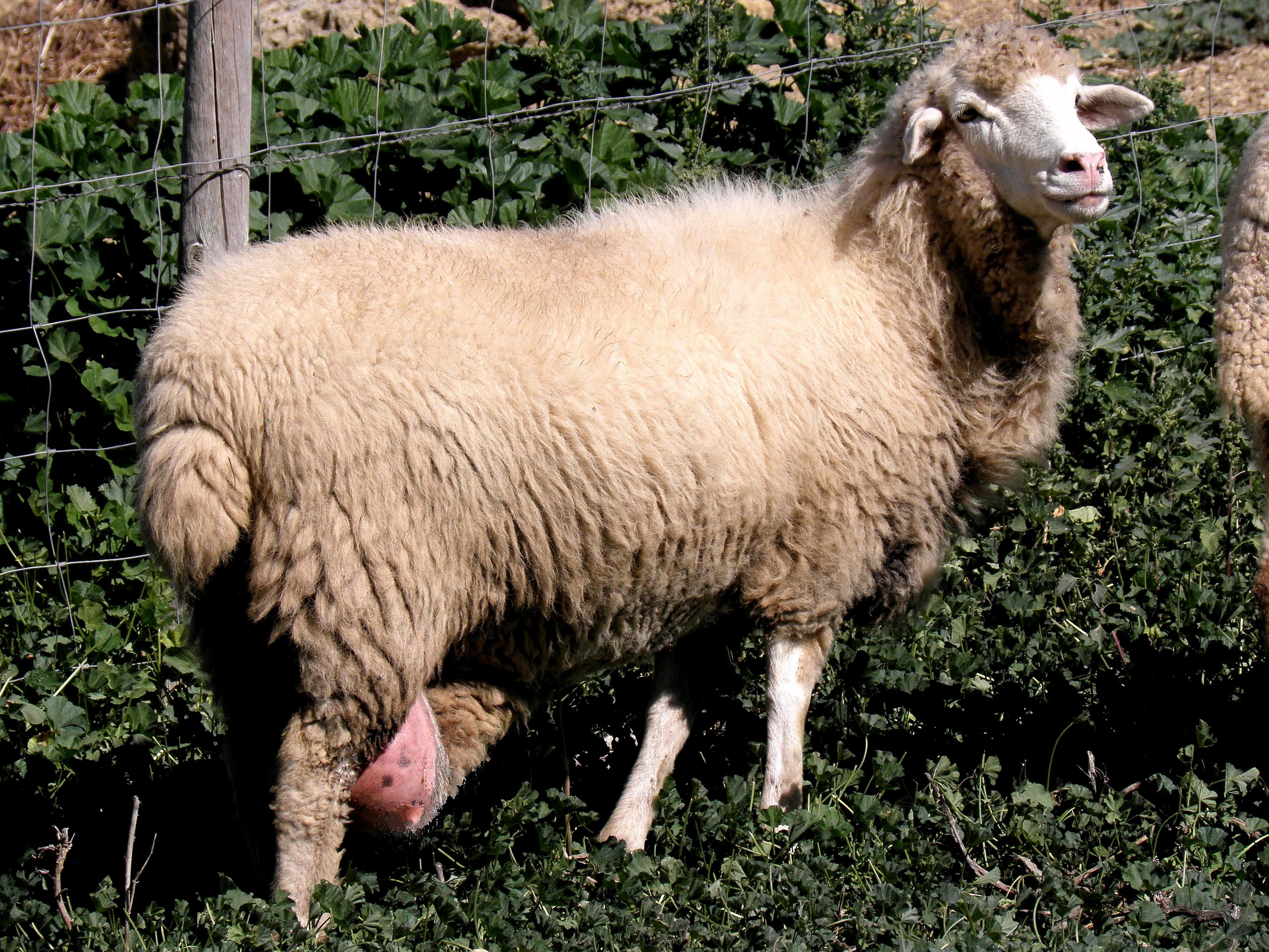 Autor: José Alfredo Castro Mateos.<br/>Año:2011.<br/>Sexo: hembra.<br/>Imagen facilitada por la ASOCIACIÓN DE CRIADORES DE LA RAZA OVINA MERINA DE GRAZALEMA (AMEGRA).