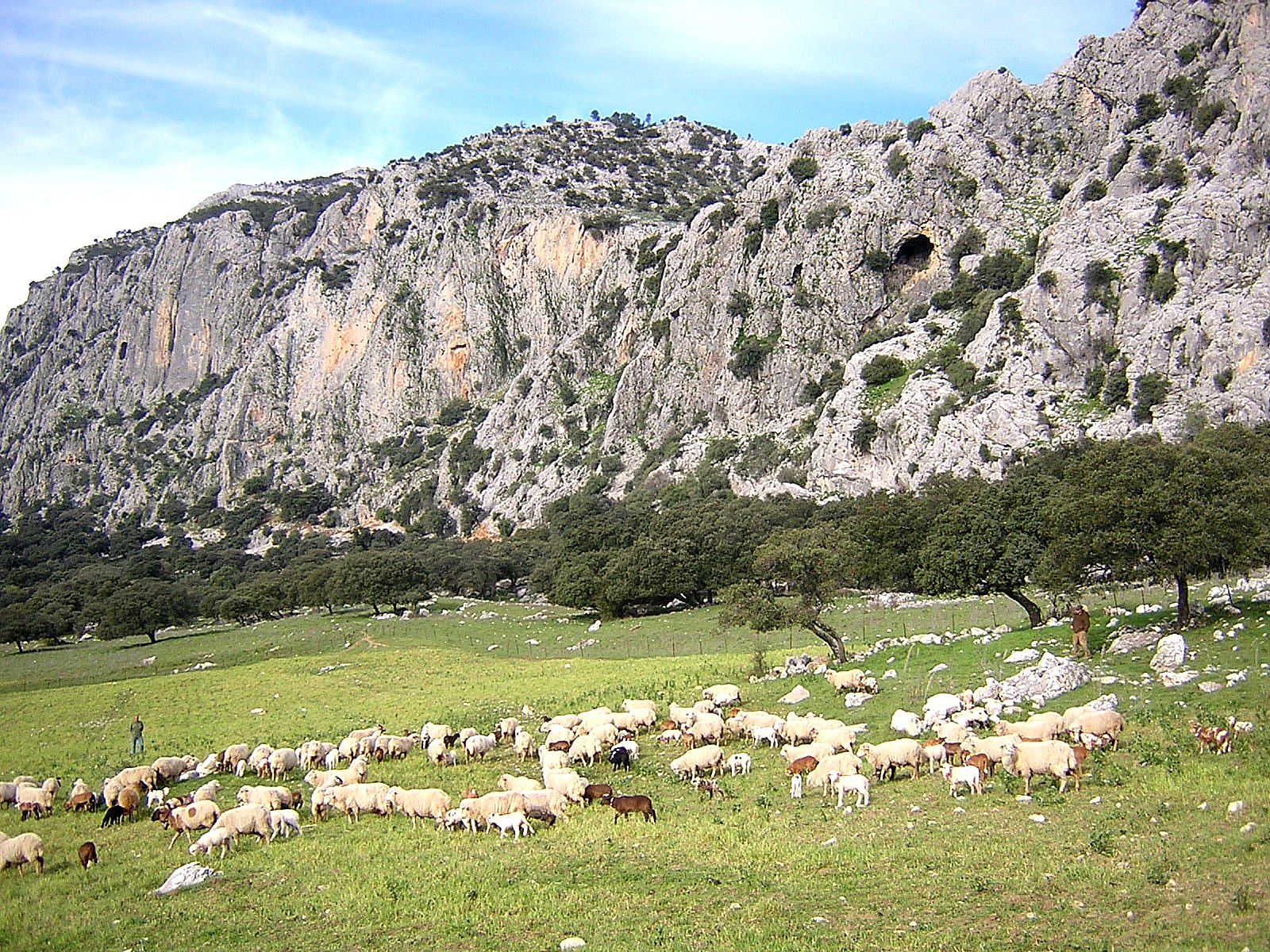 Autor: José Alfredo Castro Mateos.<br/>Año:2011.<br/>Rebañoen su medio natural.<br/>Imagen facilitada por la ASOCIACIÓN DE CRIADORES DE LA RAZA OVINA MERINA DE GRAZALEMA (AMEGRA).