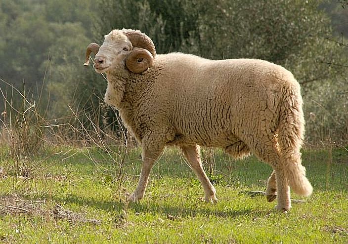 Imagen de Merina de Grazalema (macho), fuente MAGRAMA