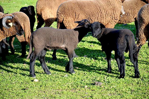Imagen facilitada por la ASOCIACIÓN NACIONAL DE CRIADORES DE GANADO MERINO.<br/>Crías.
