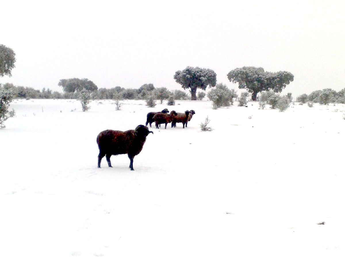 Imagen facilitada por la ASOCIACIÓN NACIONAL DE CRIADORES DE GANADO MERINO.<br/>Grupo en su medio natural.