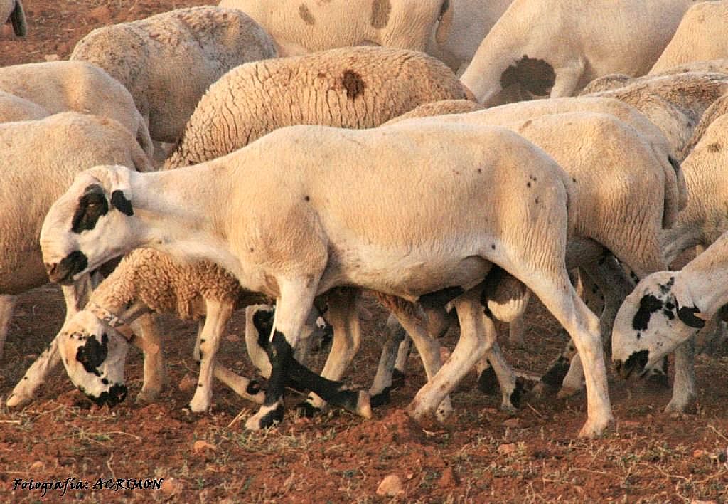Sexo: macho.<br/>Imagen facilitada por la ASOCIACIÓN NACIONAL DE CRIADORES DE OVEJA MONTESINA (ACRIMON).
