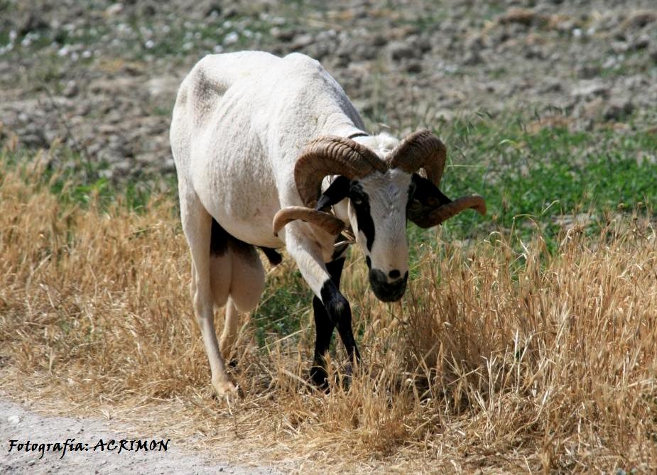 Sexo: macho.<br/>Imagen facilitada por la ASOCIACIÓN NACIONAL DE CRIADORES DE OVEJA MONTESINA (ACRIMON).