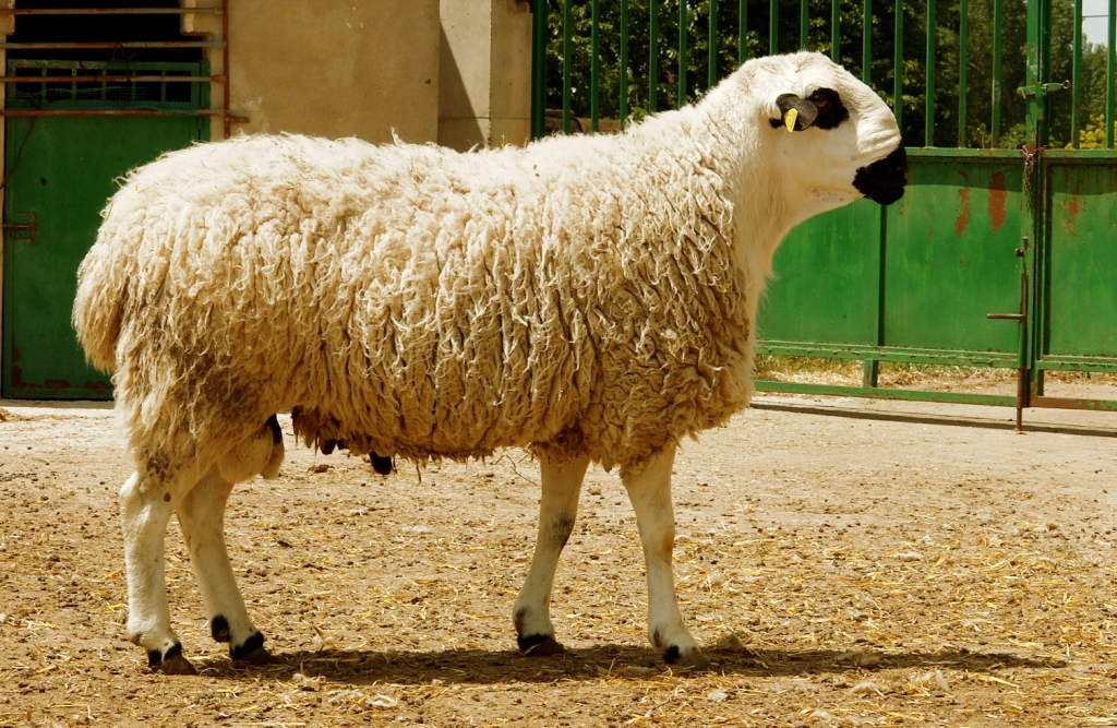 Imagen Ojalada (macho), fuente MAGRAMA