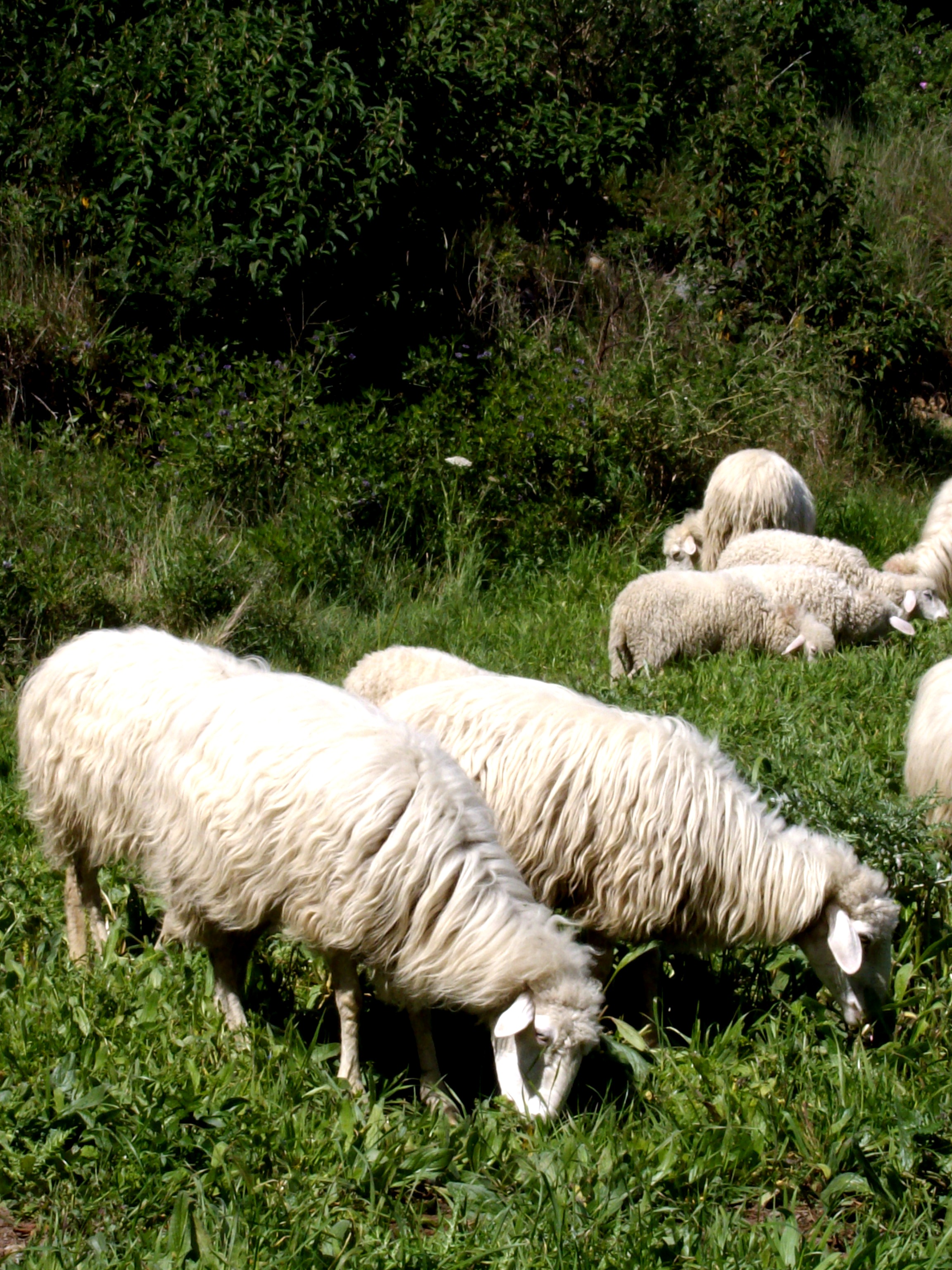 Autor: ASOCIACIÓN DE CRIADORES DE OVEJA PALMERA <br/>Año:2007.<br/>Sexo: hembras.<br/>Comentario: ovejas sueltas.