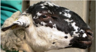 Autor: Asociación Nacional de Criadores de Ovino de Raza Ripollesa (ANCRI); <br/>Año: 2009; <br/>Sexo: Hembra; <br/>Comentario: pigmentación característica que muestra la raza