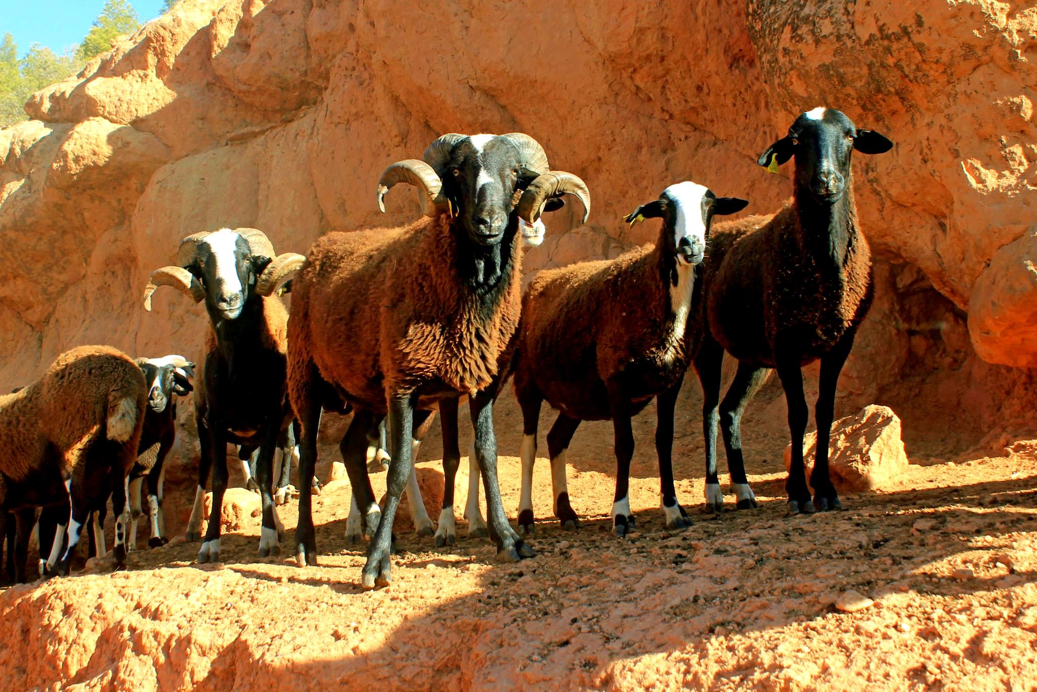 Autor: Asociación de Ganaderos de Ovino de RazaRoya Bilbilitana.<br/>Imagen de rebaño en su medio natural.