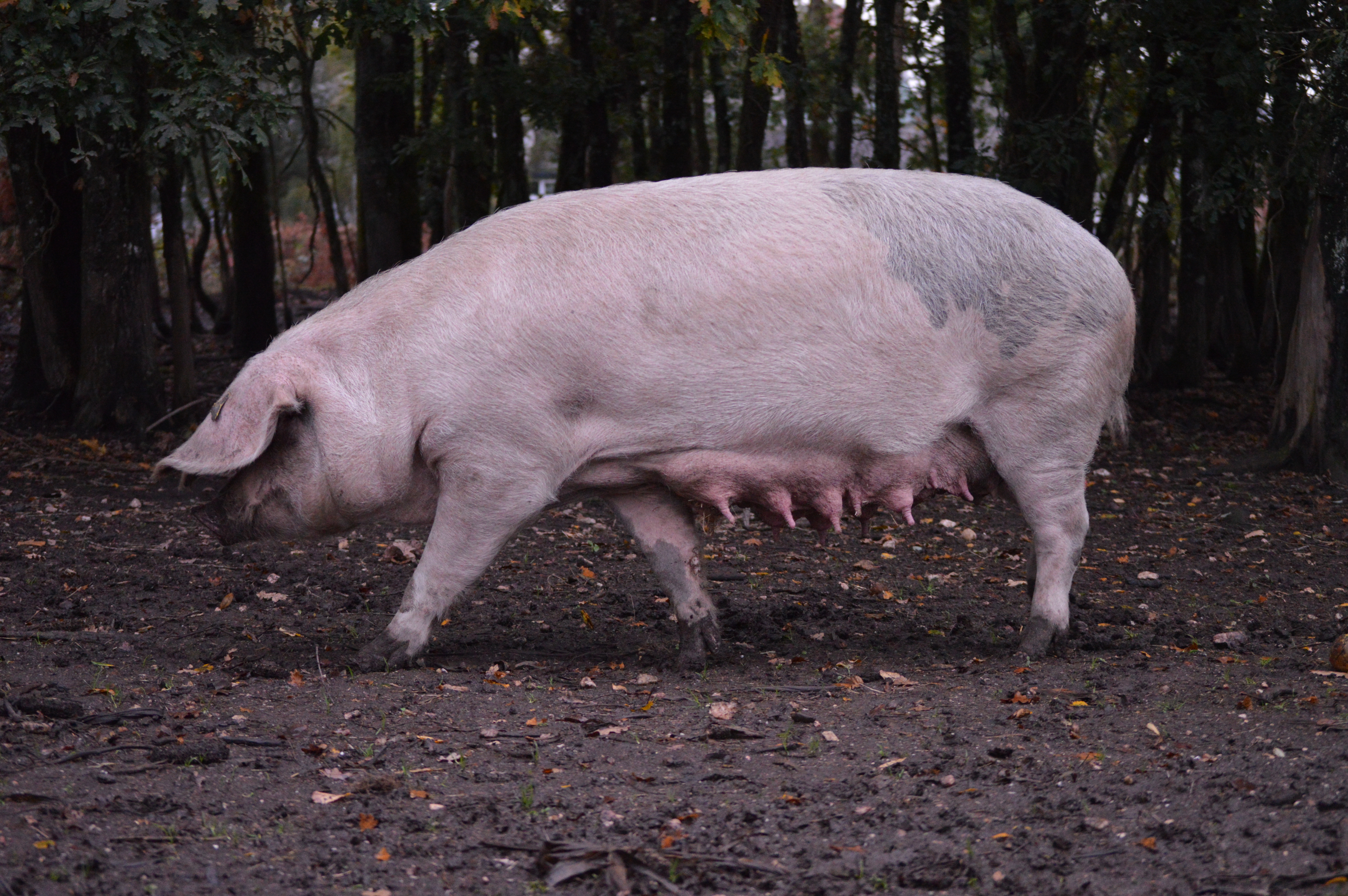 Imagen facilitada por la ASOCIACION DE CRIADORES DE GANADO PORCINO CELTA (ASOPORCEL).